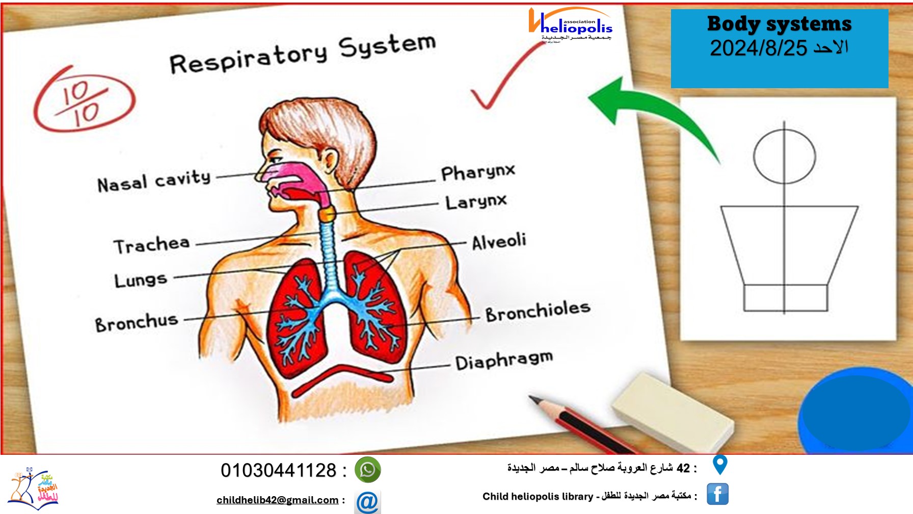 Body systems ورشة